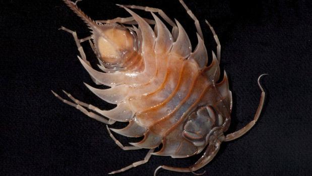 El calentamiento global perjudicará al 79 % de las especies del fondo marino antártico durante el próximo siglo