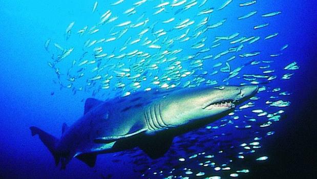 Las Islas Galápagos albergan la mayor biomasa de tiburones del planeta y cuentan con una zona protegida de 40.000 kilómetros cuadrados
