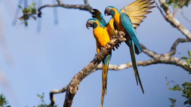 Así se han librado de la extinción tres especies de aves, como el guacamayo barbazul