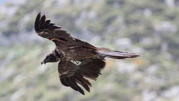 Asi Se Reintroducen Aves Rapaces Con Exito Y Poca Inversion