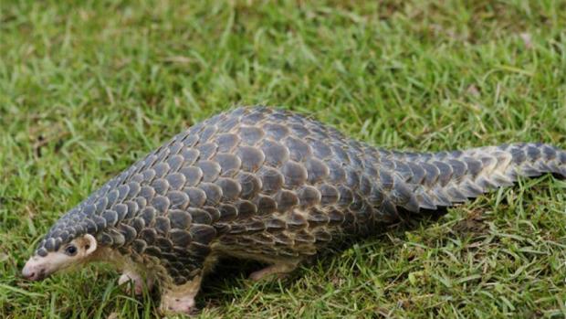 El número de especies amenazadas alcanzó un nuevo récord en 2017
