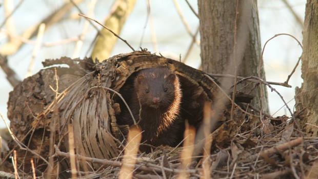 Las especies invasoras son el principal factor de extinción