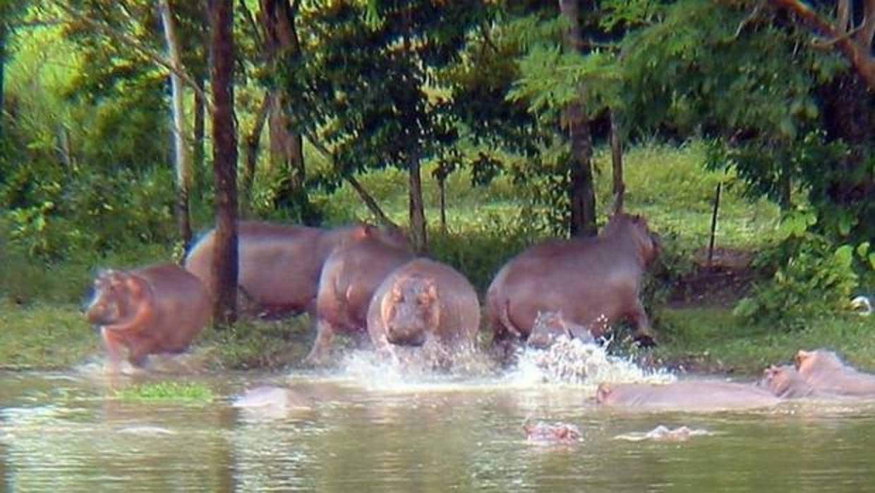 Los 60 hipopótamos de Pablo Escobar ponen en jaque a Colombia