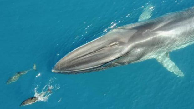 Asi Contribuye La Segunda Ballena Mas Grande Del Mundo A Frenar La Acumulacion De Co2 En