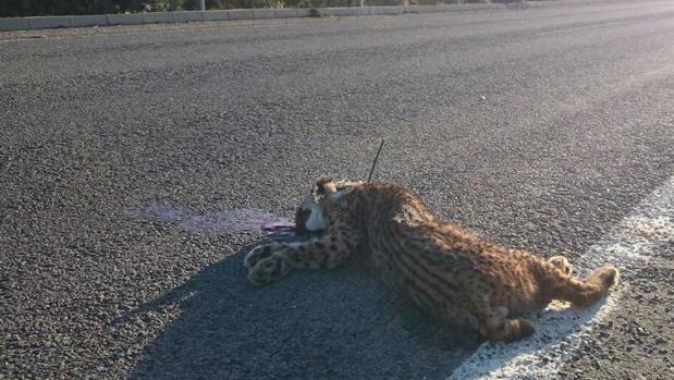 El 20% de los atropellos de linces de 2018 sucedieron en dos puntos negros de las carreteras andaluzas