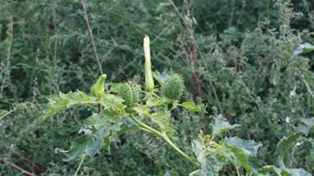 Estramonio: ¿a qué se asocia el consumo de esta planta en España?