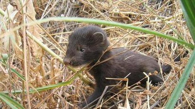 La CE urge a España a proteger el medio ambiente de especies exóticas invasoras