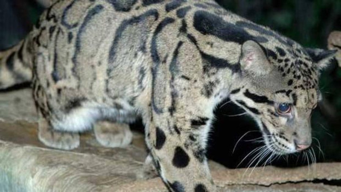 Reaparece El Leopardo Nublado De Formosa En Taiwan