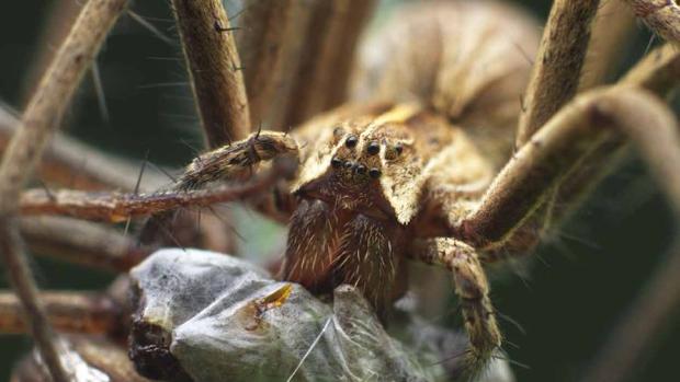La visualización de «Spiderman» ayuda a reducir la aracnofobia