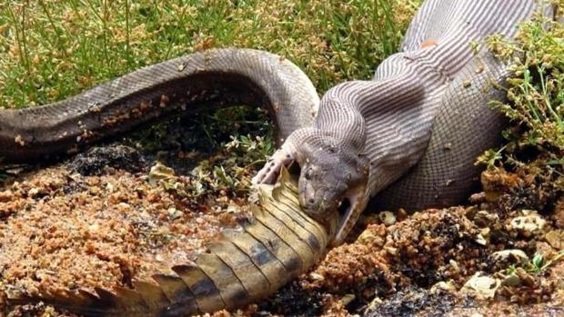 Una pitón devora por completo a un cocodrilo