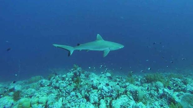 Los tiburones escasean y son más pequeños cerca de ciudades