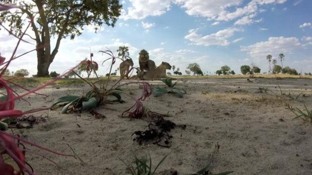 La revista Science publica un artículo que defiende la caza para conservar la biodiversidad