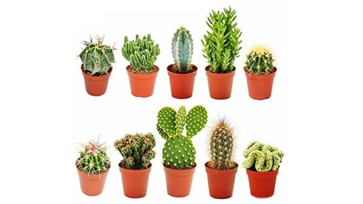 Set de cactus