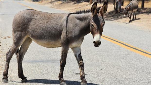 Los jóvenes ignoraban que el animal estuviera infectado