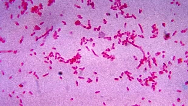 Bacterias intestinales