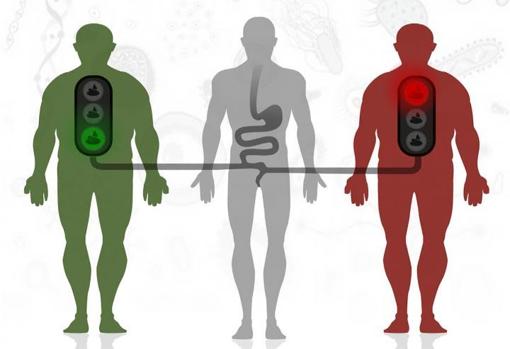 Trasplante de materia fecal de donante sano a receptores con obesidad