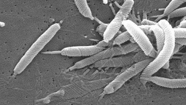 tratamiento actual de helicobacter pylori 2020