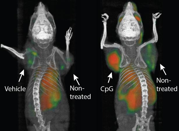 Efecto de la inmunoterapia en los animales