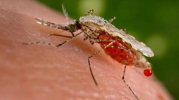 Un antiséptico común es capaz de curar la malaria en solo 48 horas