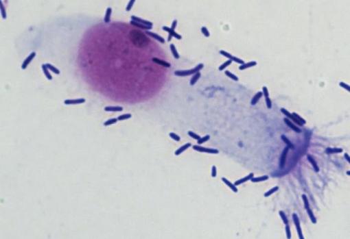 Unión de neumococos a una célula del revestimiento nasal