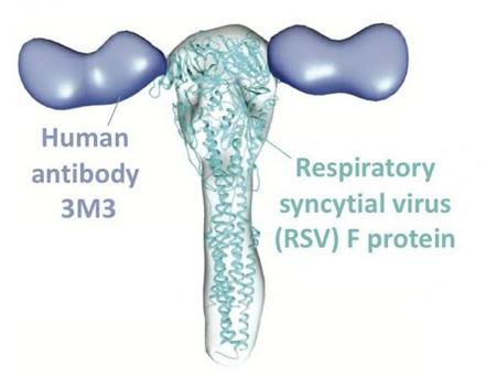 Anticuerpo humano 3M3 del VRS