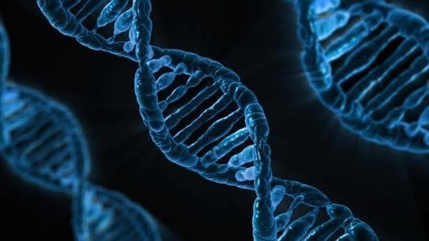 La edición genética con la técnica CRISPR/Cas9 no está exenta de efectos secundarios