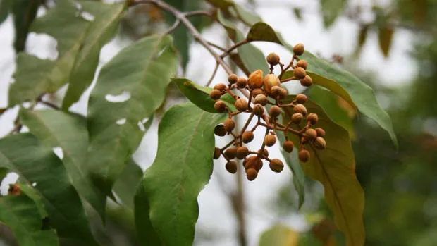 Una Planta Del Amazonas Mata Las Celulas Del Cancer De Higado