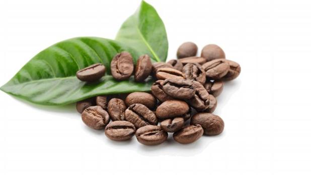 Dos compuestos del café pueden inhibi el cáncer de próstata en ratones