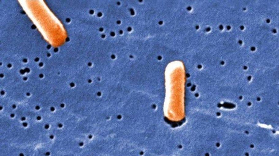 Qué es la salmonelosis y cómo tratarla
