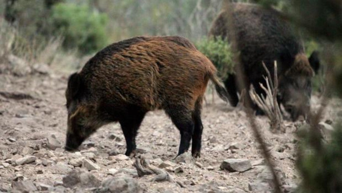 Cómo hacer una prueba de triquinosis Cómo hacer una prueba de triquinosis