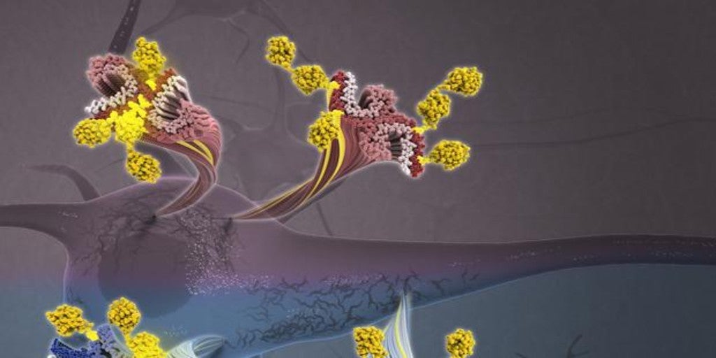Tau, la proteína tóxica que causa alzhéimer, al desnudo