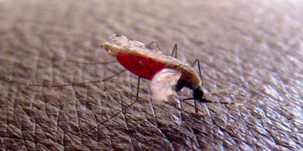 Virus del Nilo Occidental ¿desaparecerá con el fin del verano?