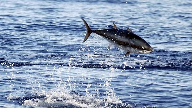 De Donde Viene El Pescado Que Comemos