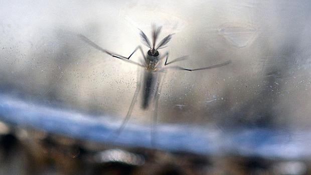 El mosquito Aedes Aegypti