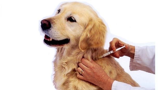 El virus de la rabia tiene la capacidad de alterar el comportamiento de los animales, y llevarles a morder