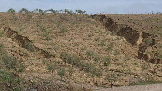Olivares afectados por la erosión, en Córdoba.