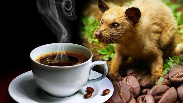 El café de civeta o Kopi Luwak, en su nombre local, procede de los excrementos de este animal en Indonesia