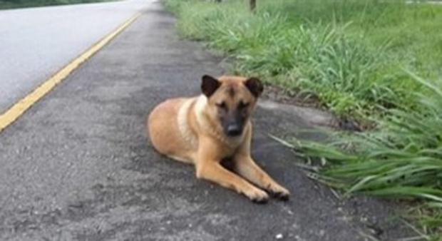 Un Perro Abandonado Muere Atropellado Tras A Esperar A Su Dueno Durante Un Ano