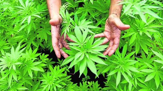 Plantación de Marihuana