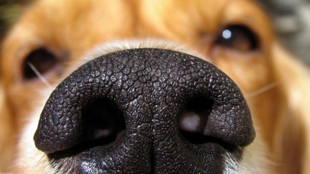 como curar la diarrea en un perro cachorro