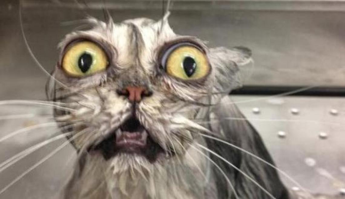 Se Puede Banar A Un Gato