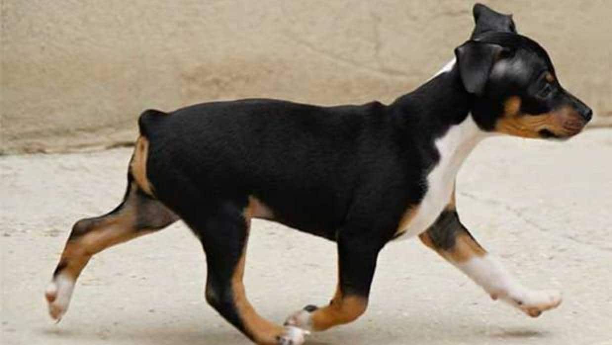 Mas De 500 Perros Espanoles En La Exposicion Mundial Canina De Leipzig 2017