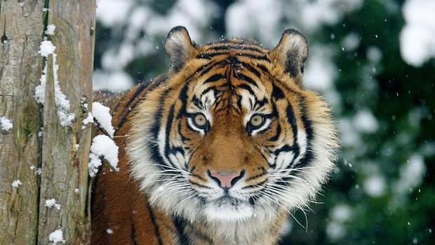 Image: https://static1.abc.es/media/sociedad/2017/12/05/tigre-kVmG--620x349@abc.jpg El tigre de Sumatra se aferra a la superviviencia pese a la deforestacin