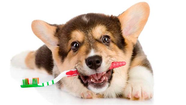 Como Cuidar La Salud Dental De Su Perro