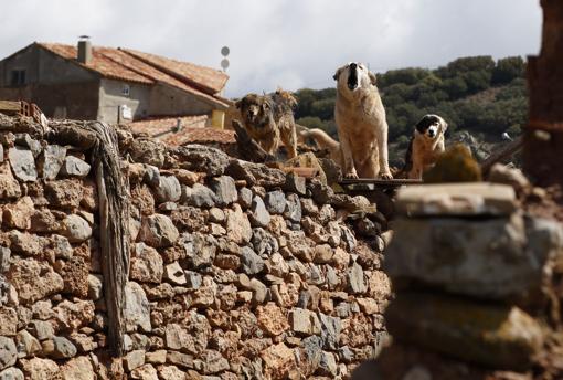 En Corbatón hay muchos más animales en cada esquina que población