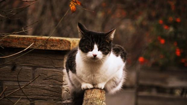 Dia Internacional Del Gato Esta Demostrado Ver Videos De Gatitos Es Bueno Para La Salud