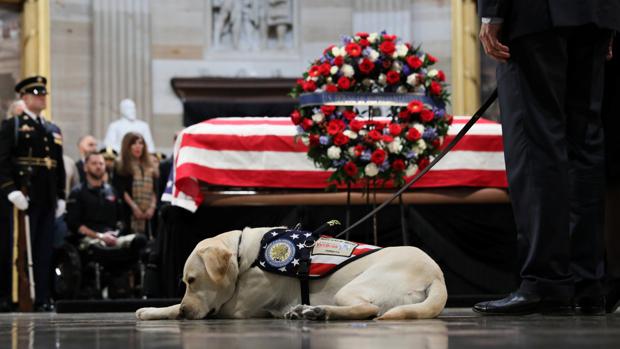 Sully, postrado ante el féretro del ex presidente Bush