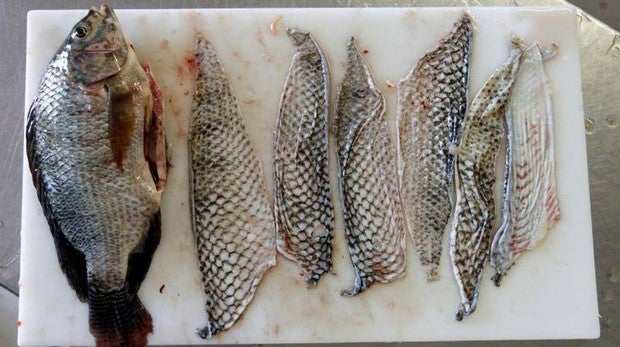 Foto de una tilapia, cuya piel es utilizada en intervenciones quirúrgicas