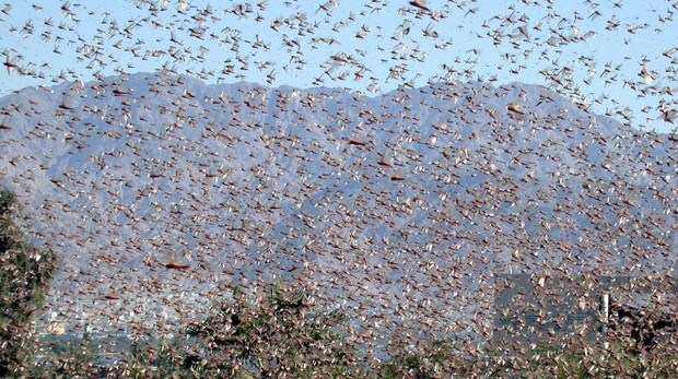 Cerdena Sufre La Peor Plaga De Langostas De Los Ultimos 60 Anos