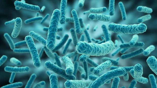 Bacterias